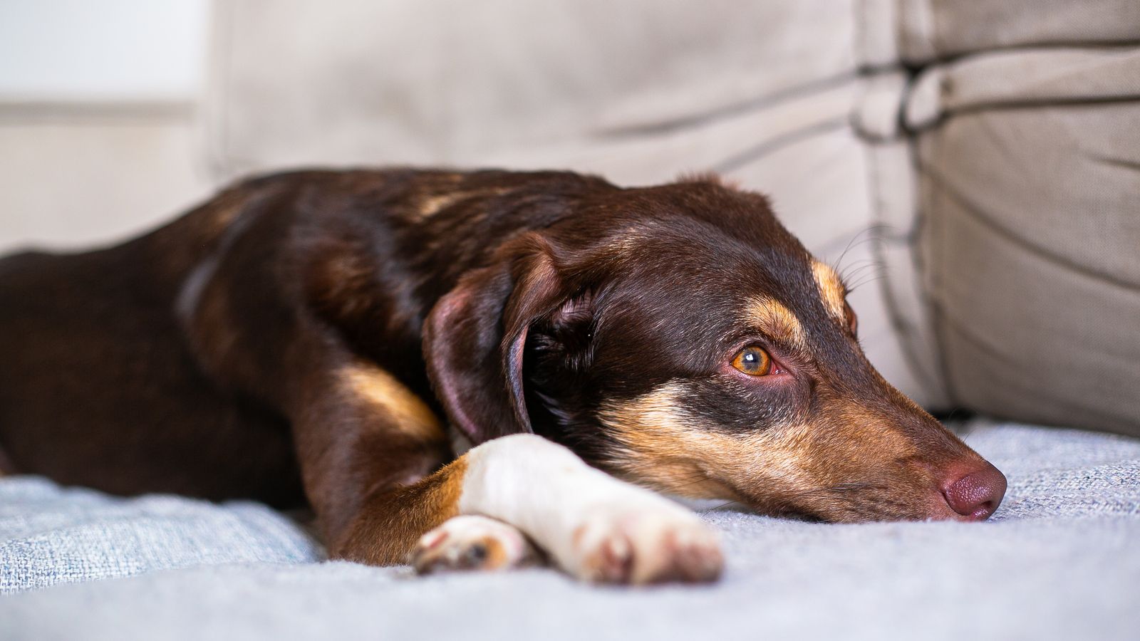 Brown dog resting calmly on a gray sofa in a pet-friendly rental apartment